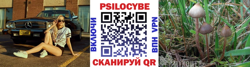 как найти закладки  Камбарка  Галлюциногенные грибы Psilocybine cubensis 
